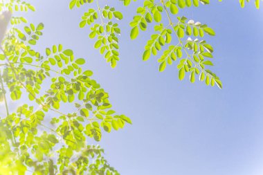 Young leaves of Moringa tree branches under clear blue sky clipart
