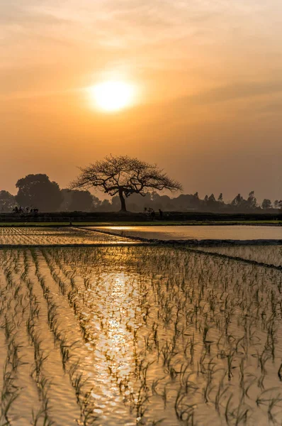 Jeunes pousses de riz prêtes à pousser dans la rizière de Hanoi, Vietnam — Photo