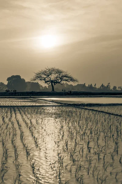 Image filtrée plants de riz fraîchement transplantés sur des parcelles d'eau de surface poussant au coucher du soleil près de Hanoi — Photo