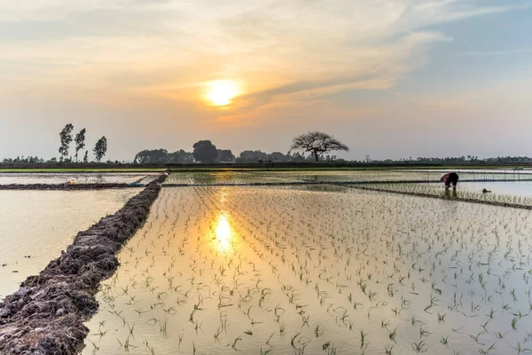 Vue arrière de la femme transplantant une plante de riz sur des parcelles inondées au coucher du soleil près de Hanoi — Photo