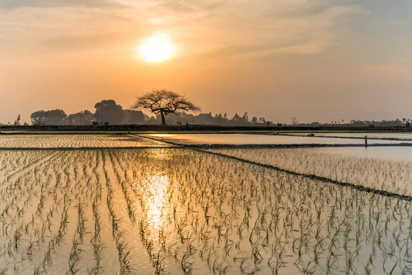 Junge Reissprossen bereit für den Anbau auf dem Reisfeld in Hanoi, Vietnam — Stockfoto
