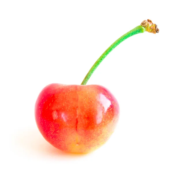 Studio shot fresh picked whole Rainier cherry with long stem isolated on white — Stock Photo, Image