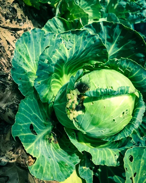 Filtered image a black caterpillar damages on cabbage head at homegrown garden bed near Dallas, Texas, USA
