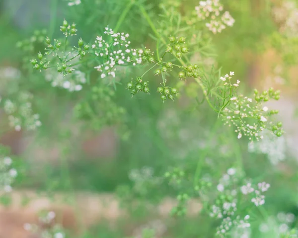 白い花の庭のベッドで栽培されているチラントロハーブ植物は、米国テキサス州でコリアンダーの種を回します — ストック写真