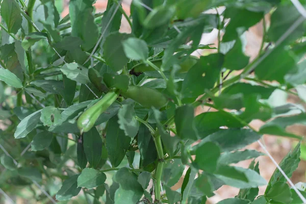 Dallas, Teksas, ABD yakınlarındaki bahçe bahçesinde fileto çardağı olan ağaçtaki geniş fasulye ya da bakla tohumları.