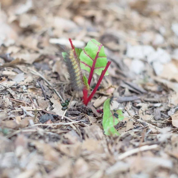 Młoda szwajcarska roślina chard uszkodzona przez olbrzymiego gąsienicę w podniesionym ogrodzie w pobliżu Dallas, Texas, USA — Zdjęcie stockowe