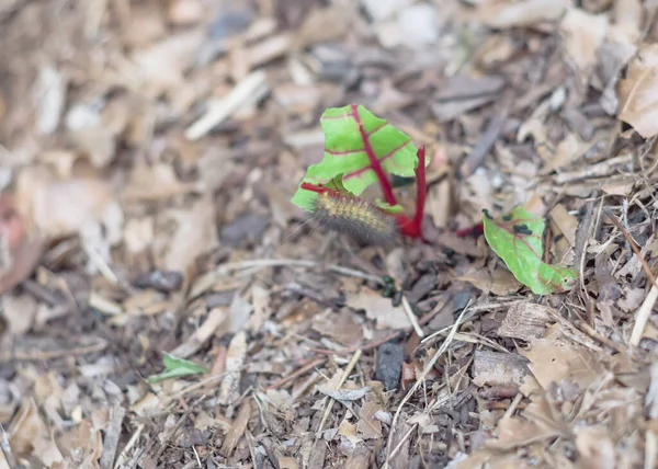Planta de acelga suiza joven dañada por enorme gusano oruga en el jardín de la cama elevada cerca de Dallas, Texas, EE.UU. —  Fotos de Stock