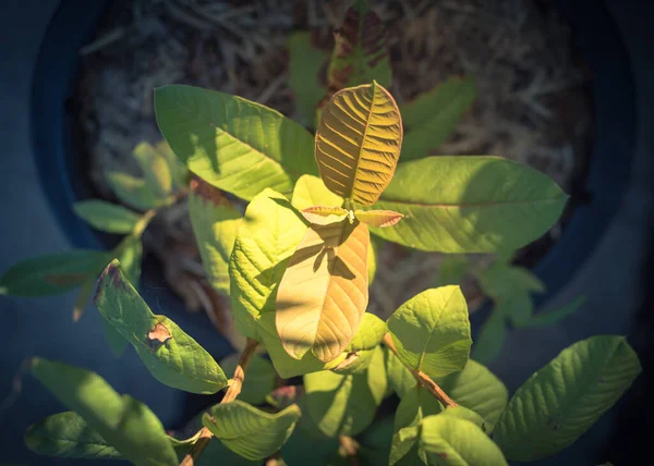 Filtered image green young guava leaf on small plant growing in pot at homegrown garden near Dallas, Texas, USA — Stock Photo, Image