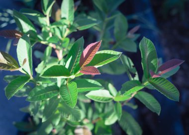 Genç kırmızı-mor guava yaprakları Dallas, Teksas, ABD yakınlarındaki ot yetiştirilen bahçesinde büyüyen küçük bir bitki üzerinde.