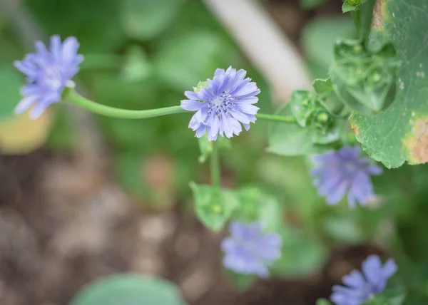 Floreciente endibia o flor de achicoria en un huerto cerca de Dallas, Texas, EE.UU. —  Fotos de Stock