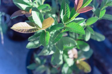 Dallas, Teksas, ABD yakınlarındaki ev yetiştirme bahçesinde ot içinde büyüyen küçük bir bitki üzerinde yeşil guava yaprağı.