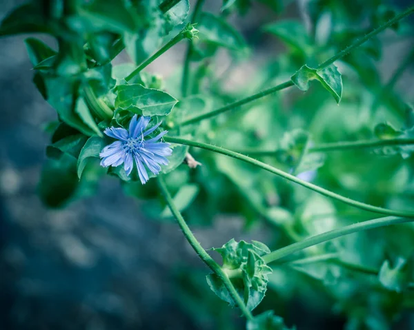 Gefilterde afbeelding bloesem andijvie of cichorei bloem op moestuin bij Dallas, Texas, Verenigde Staten — Stockfoto