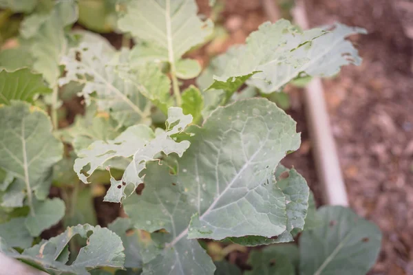 Top view cauliflower leaves attacked by caterpillar insect at homegrown raised bed garden in Dallas, Texas, USA — Stock Photo, Image