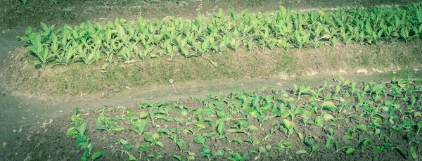 Vista panorámica joven Nicotiana rustica o makhorka planta que crece en la fila de la colina en la granja en Vietnam del Norte — Foto de Stock