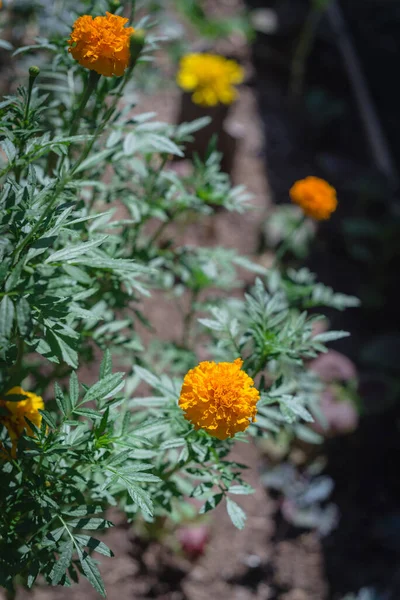 Fleurs de souci orange et jaune sur un jardin surélevé près de Dallas, Texas, USA — Photo