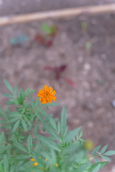 Dallas, Teksas, ABD yakınlarındaki yükseltilmiş yatak bahçesinde çiçek açan portakal ve sarı kadife çiçeği. — Stok fotoğraf