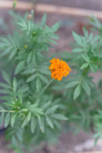 Fioritura fiori d'arancio e di calendula gialla sul giardino sopraelevato vicino a Dallas, Texas, Stati Uniti d'America — Foto Stock