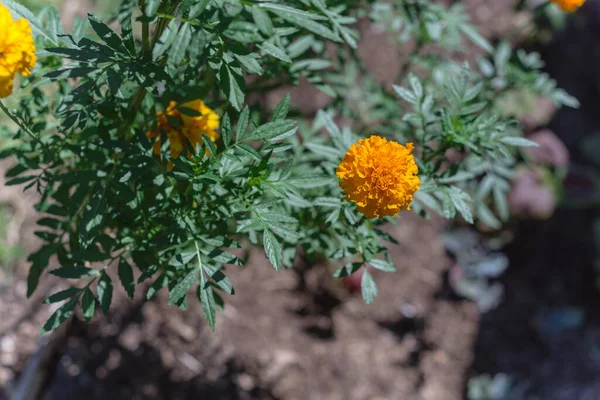 Blommor apelsin och gul ringblomma på upphöjd säng trädgård nära Dallas, Texas, USA — Stockfoto