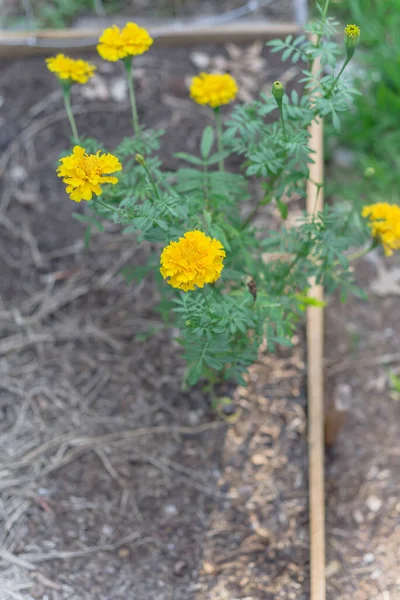 Ovanifrån upphöjd säng trädgård med blommor gul ringblomma blommor nära Dallas, Texas, USA — Stockfoto