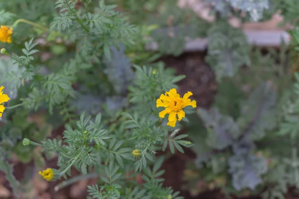 Flor de caléndula amarilla de cosecha propia en el jardín de la cama elevada cerca de Dallas, Texas, Estados Unidos — Foto de Stock
