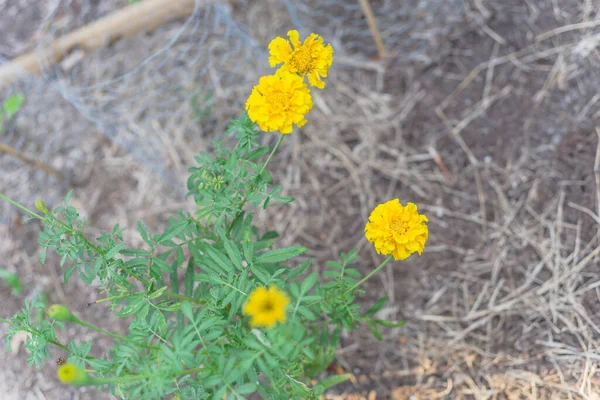 Calendula gialla a fiori DOF poco profonda sul giardino del letto rialzato vicino a Dallas, Texas, USA — Foto Stock