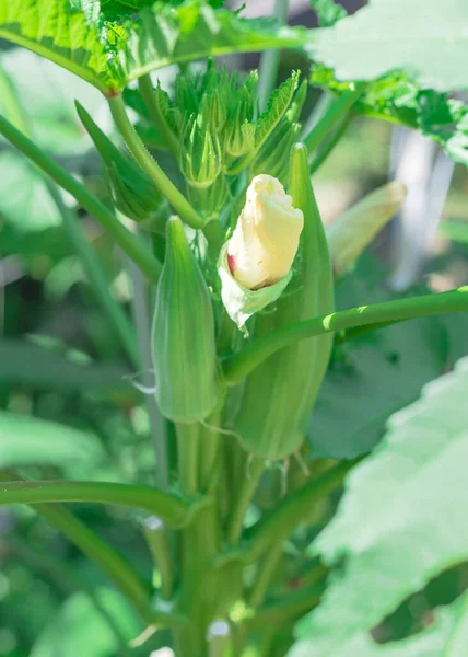 Close-up okra Abelmoschus esculentus flower buds and pods at raised bed garden near Dallas, Texas, USA — Stock Photo, Image