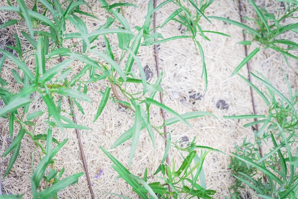 Fila de jovens chineses convolvulus ou kangkong crescendo com tubo de irrigação por gotejamento e cobertura de feno perto de Dallas, Texas, EUA — Fotografia de Stock