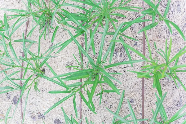 Rangée de jeunes convolvulus chinois ou kangkong poussant avec des tuyaux d'irrigation goutte à goutte et du paillis de foin près de Dallas, Texas, USA — Photo