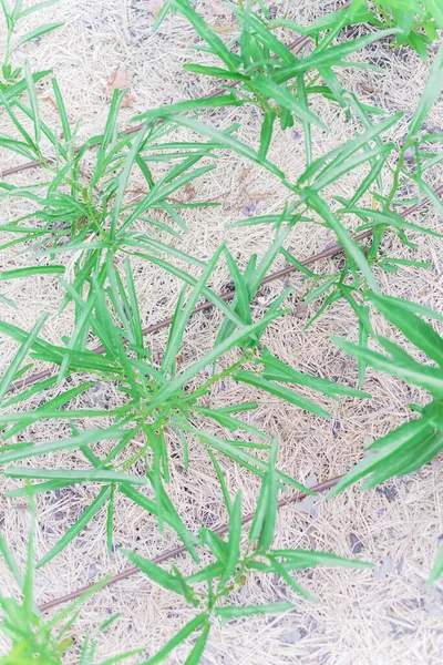 Row of young Chinese convolvulus or kangkong growing with drip irrigation tubing and hay mulch w pobliżu Dallas, Teksas, USA — Zdjęcie stockowe