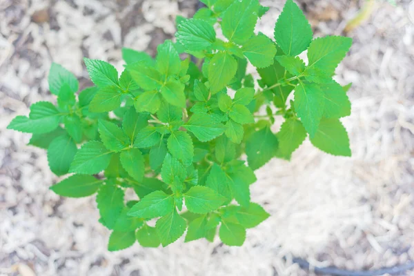 Close-up top view homegrown Elsholtzia ciliate or Vietnamese balm at raised bed garden near Dallas, Texas, USA — Stock Photo, Image