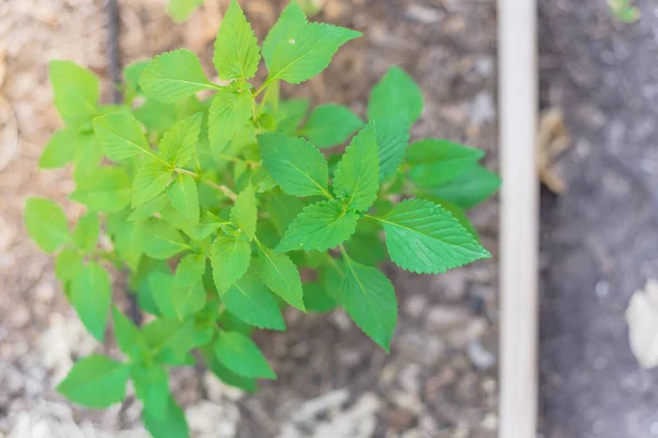 Biologischer Elsholtzia-Ciliat oder vietnamesischer Balsam, der im Hochbeetgarten mit Bewässerungsschlauch in der Nähe von Dallas, Texas, USA wächst — Stockfoto
