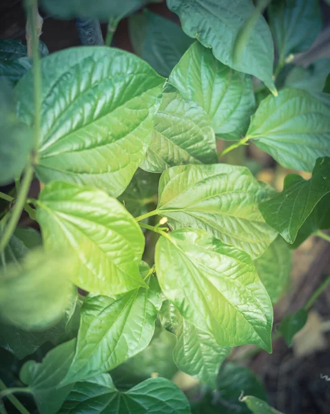 Filtered image betel leaves in family Piperaceae growing at backyard garden near Dallas, Texas, USA — Stock Photo, Image