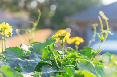Blossom Luffa (Sünger kabağı) pergola üzerinde yetişen tropikal sarmaşıklar ve arka planda bulanık bungalov evi. Dallas, Teksas, ABD yakınlarındaki organik bahçe ekilen tropikal bitki.