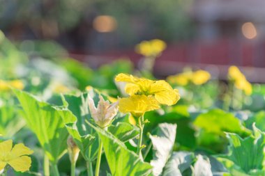 Vigorous Luffa bitkisi Pergola 'da Dallas, Teksas, Amerika yakınlarındaki organik bahçe bahçesinde yetişiyor. Çiçekler açan tropik Sünger sarmaşıkları doğal arı tozlaşması ile