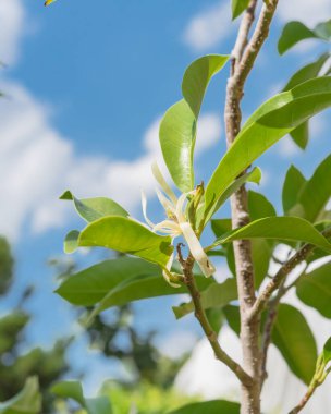 Bulut mavisi gökyüzünün altında çiçek açan Cananga odorata Ylang-ylang çiçeğine bak. Çiçekli kokulu kananga ya da Hindistan 'a özgü tropik bitki olarak bilinen parfüm ağacı.