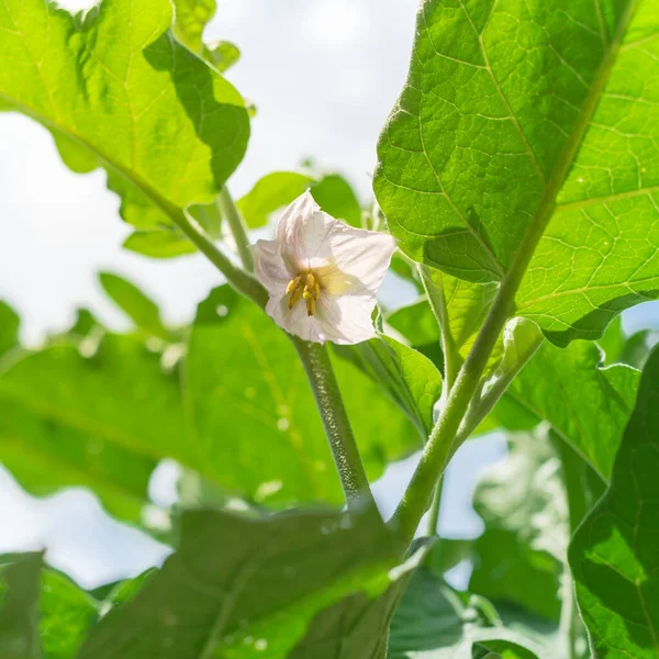 Lihatlah bunga terong ungu mekar di taman homegrown dekat Dallas, Texas, Amerika Serikat — Stok Foto