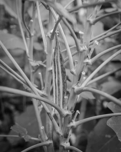 Imagen filtrada vaina de okra orgánica madura y seca en la planta para guardar semillas en el jardín del patio trasero cerca de Dallas, Texas, EE.UU. —  Fotos de Stock