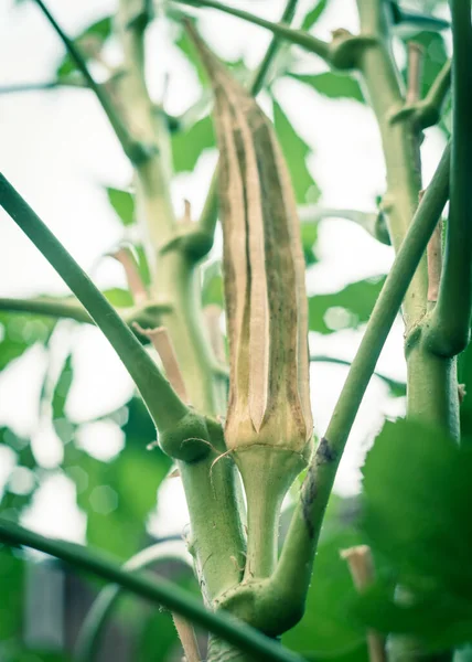 Melihat ke atas pohon okra organik matang dan kering pada tanaman untuk menyimpan benih di kebun belakang dekat Dallas, Texas, Amerika Serikat — Stok Foto