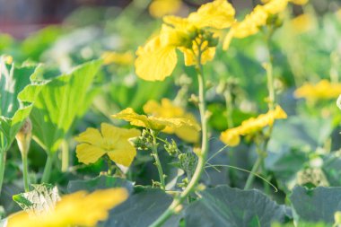 Dallas, Teksas, ABD yakınlarındaki Pergola 'da yetişen Luffa bitkisindeki sığ DOF arısı tozlaşması