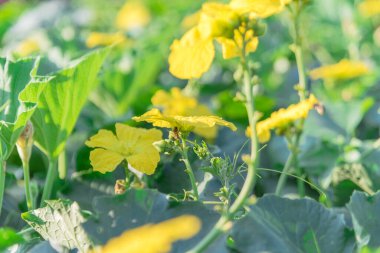 Dallas, Teksas, ABD yakınlarındaki Pergola 'da yetişen Luffa bitkisindeki sığ DOF arısı tozlaşması
