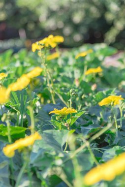 Dallas, Teksas, ABD yakınlarındaki Pergola 'da yetişen Luffa bitkisindeki sığ DOF arısı tozlaşması