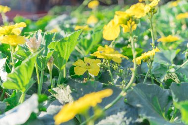 Dallas, Teksas, ABD yakınlarındaki Pergola 'da yetişen Luffa bitkisindeki sığ DOF arısı tozlaşması