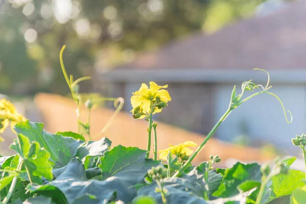 Органічна рослина Luffa з жовтими квітами на перголі на домашньому городі поблизу Далласа (штат Техас, США). — стокове фото