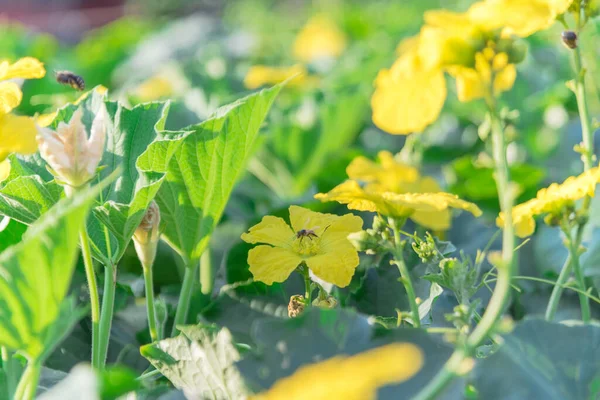 Dallas, Teksas, ABD yakınlarındaki Pergola 'da yetişen Luffa bitkisindeki arı polenlemesi