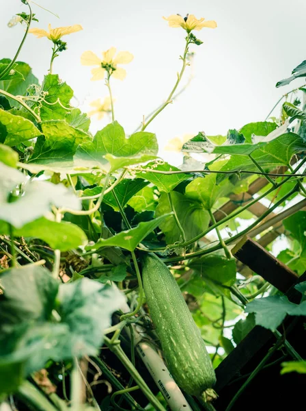 Gambar disaring ke atas tampilan buah Luffa dengan bunga kuning mekar di pergola di taman halaman belakang dekat Dallas, Texas, Amerika Serikat — Stok Foto