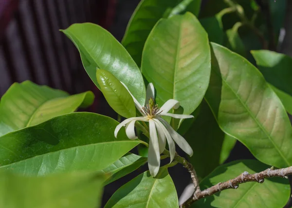 फूल कनाडा odorata Ylang-ylang फूल या लाल धातु बाड़ के पास उष्णकटिबंधीय सुगंध पेड़ — स्टॉक फ़ोटो, इमेज