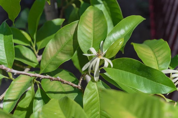 Blossom Cananga odorata Λουλούδι Ylang ylang ή τροπικό δέντρο αρωμάτων κοντά σε κόκκινο μεταλλικό φράχτη — Φωτογραφία Αρχείου