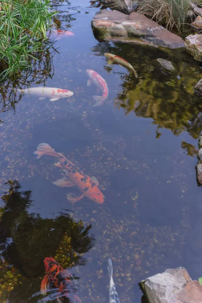 Wassergarten mit landschaftlich gestalteten Felsen und bunten Koi-Fischen, die in der Nähe von Dallas schwimmen, Texas, USA — Stockfoto