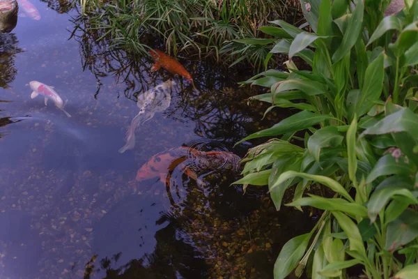 Planta tropical en el jardín acuático con coloridos peces koi nadando cerca de Dallas, Texas, EE.UU. —  Fotos de Stock