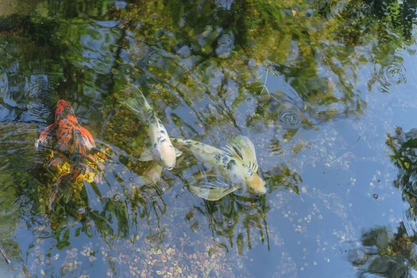 Вгорі видніються три прекрасні рибки - кої, які плавають у чистому ставку в ботанічному саду поблизу Далласа (штат Техас, США). — стокове фото